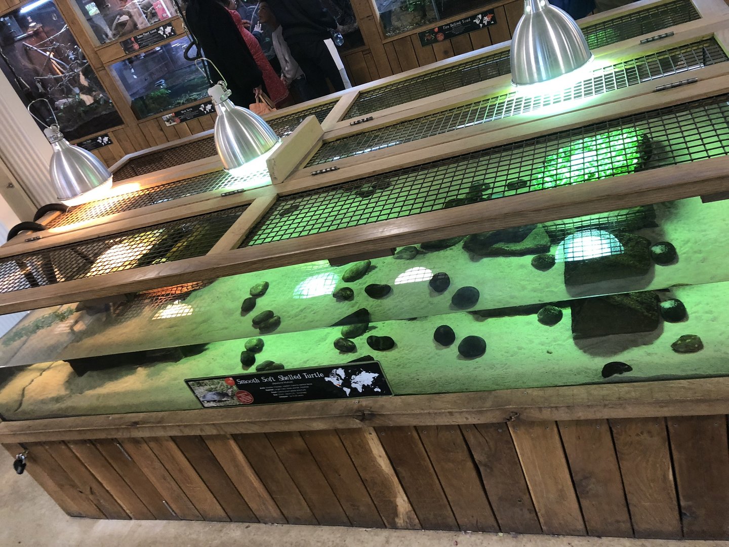 Smooth Softshell Turtle Enclosure at Cannon Hall Farm (May 2022)