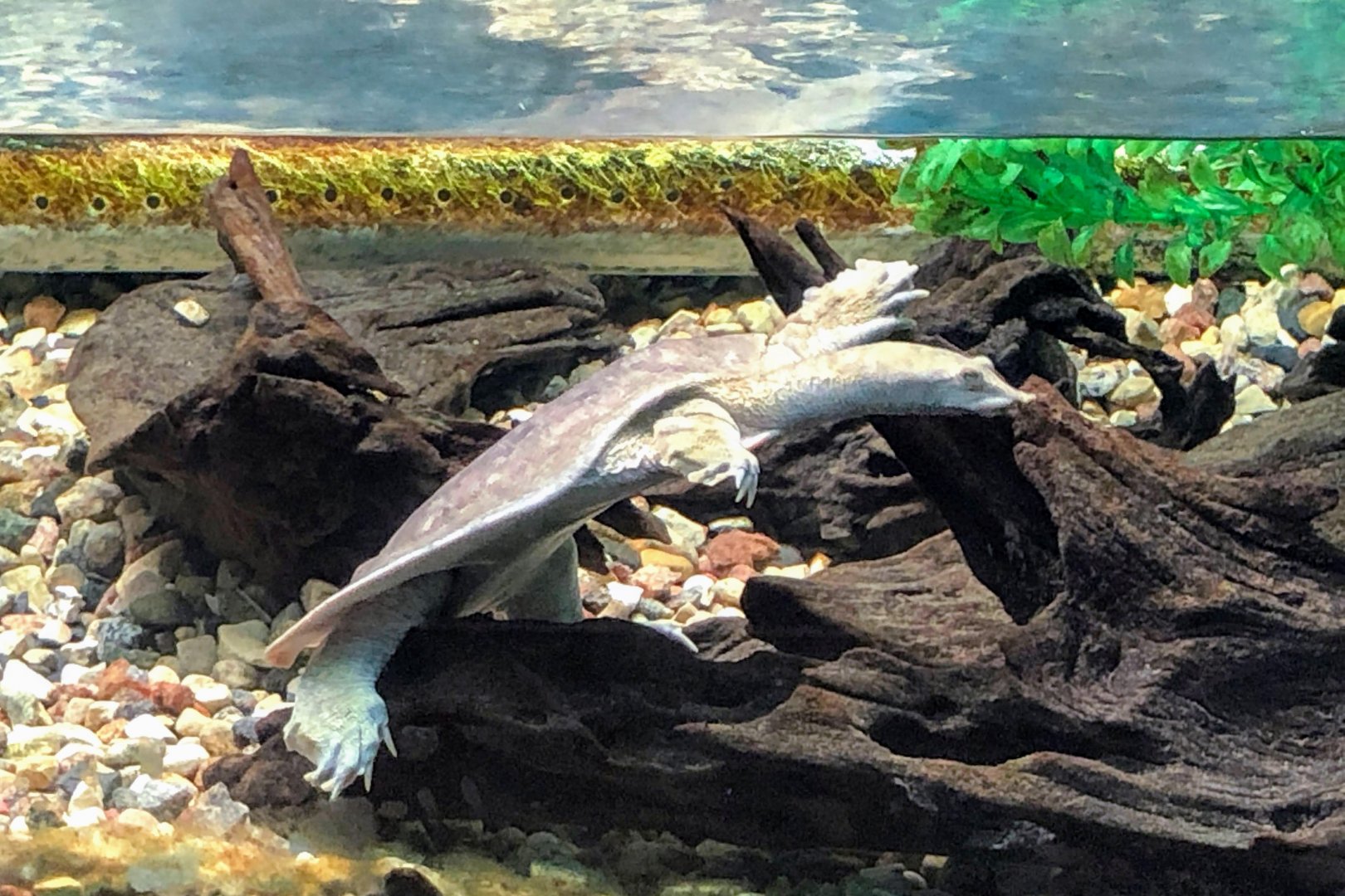 Smooth Softshell Turtle