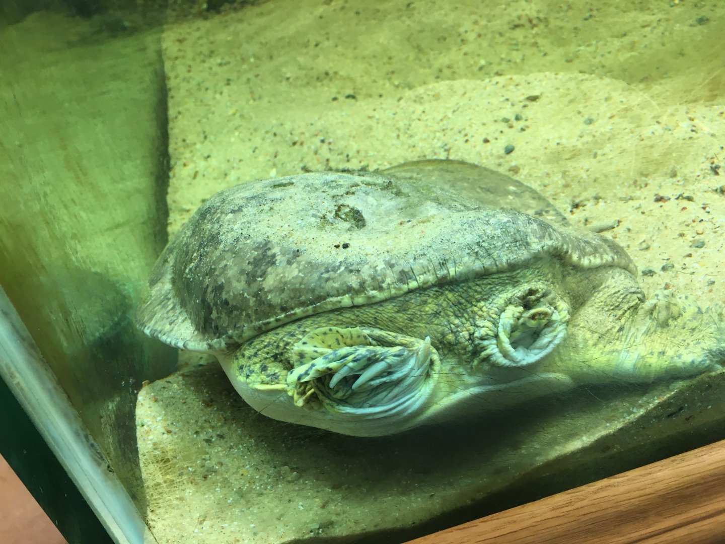 Smooth Softshell Turtle