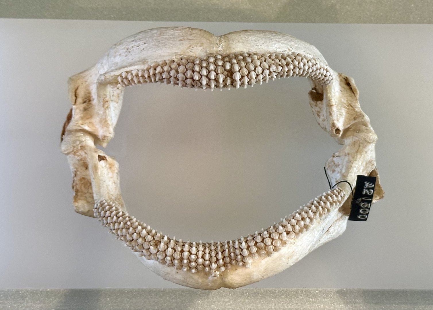 Smooth Stingray (Jaws)