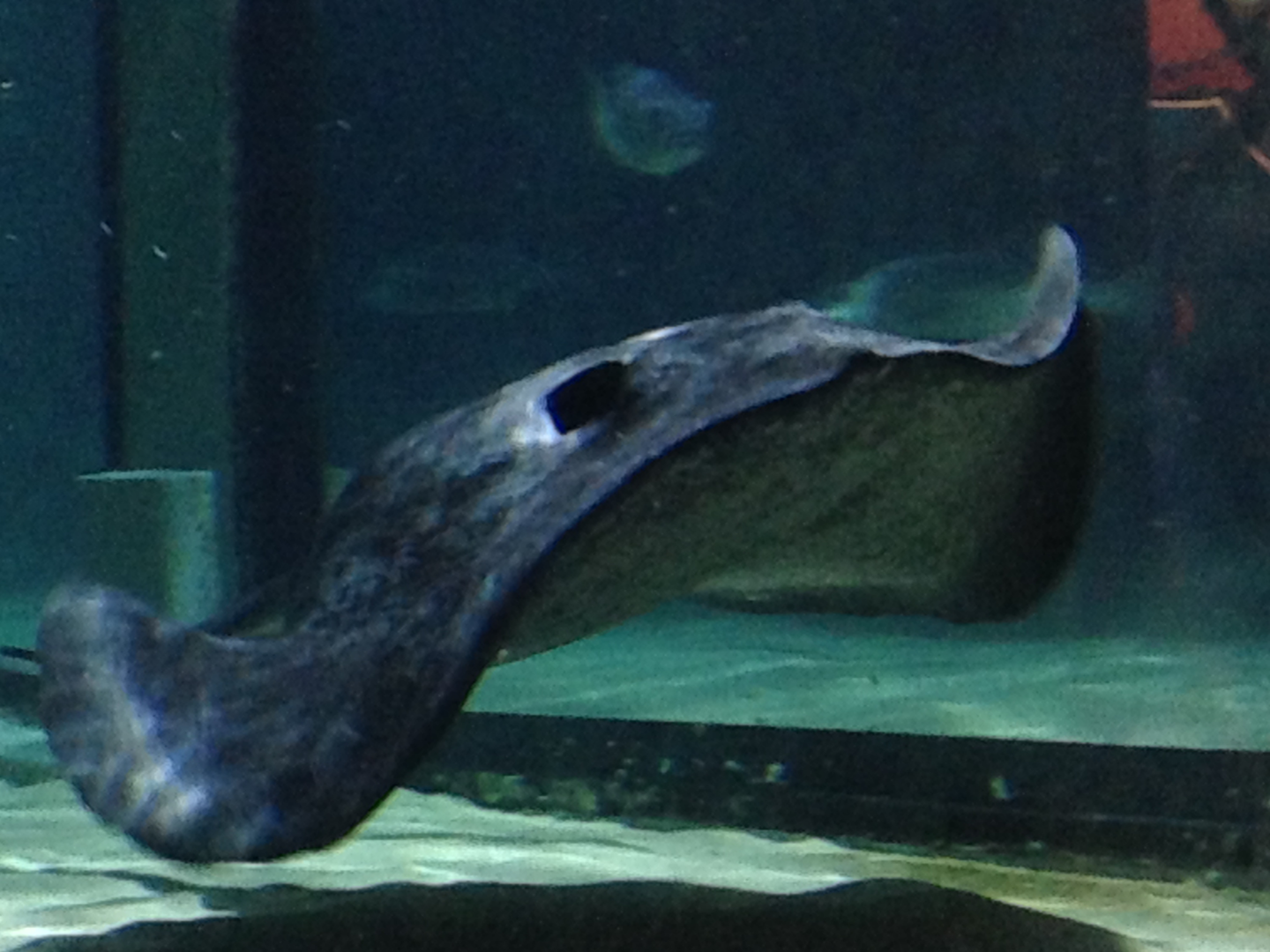 Smooth Stingray - Kelly Tarlton's 2015