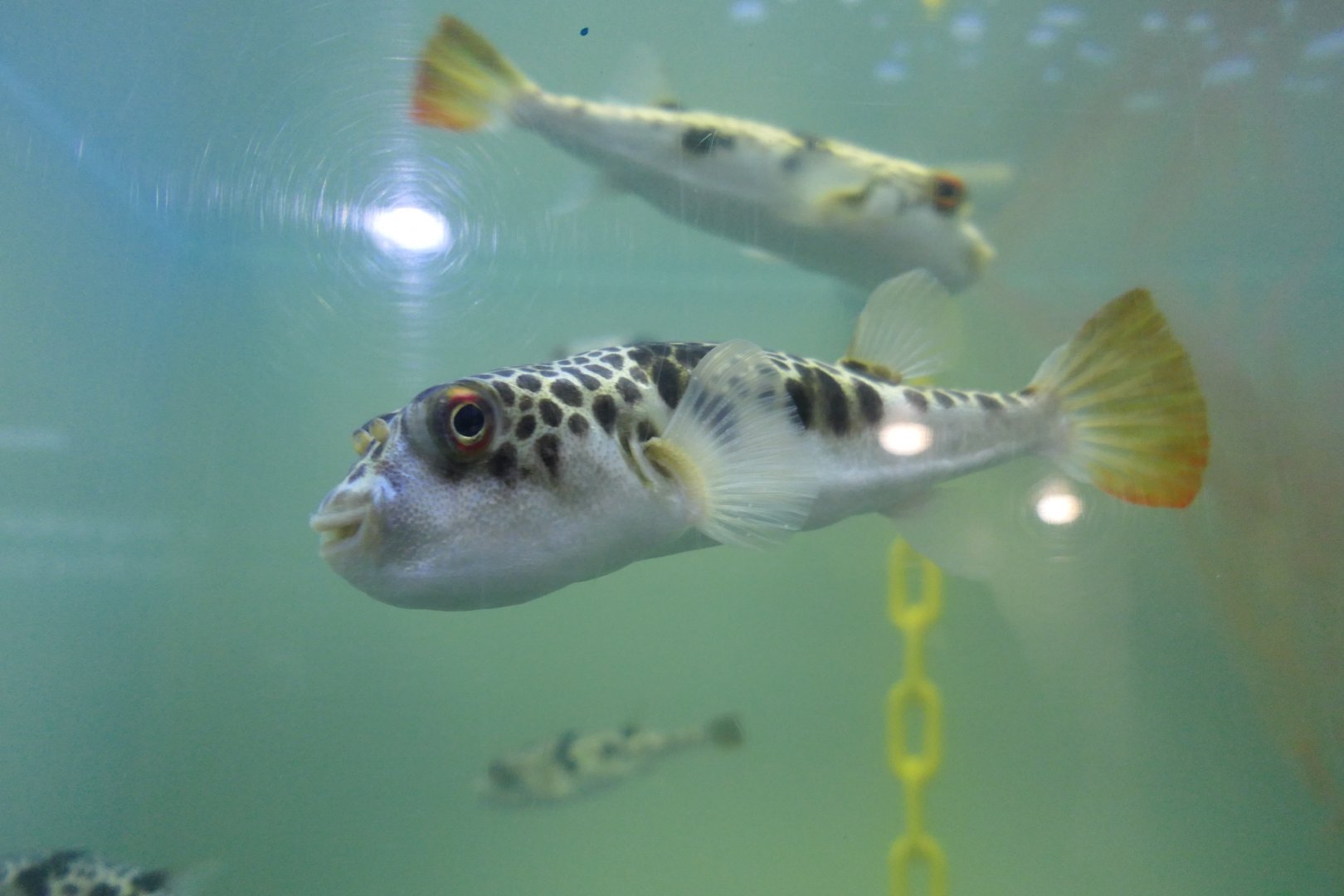 Smooth Toadfish (Tetractenos glaber)
