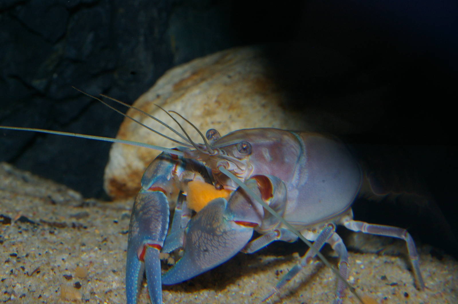 smooth yabby (Cherax destructor)