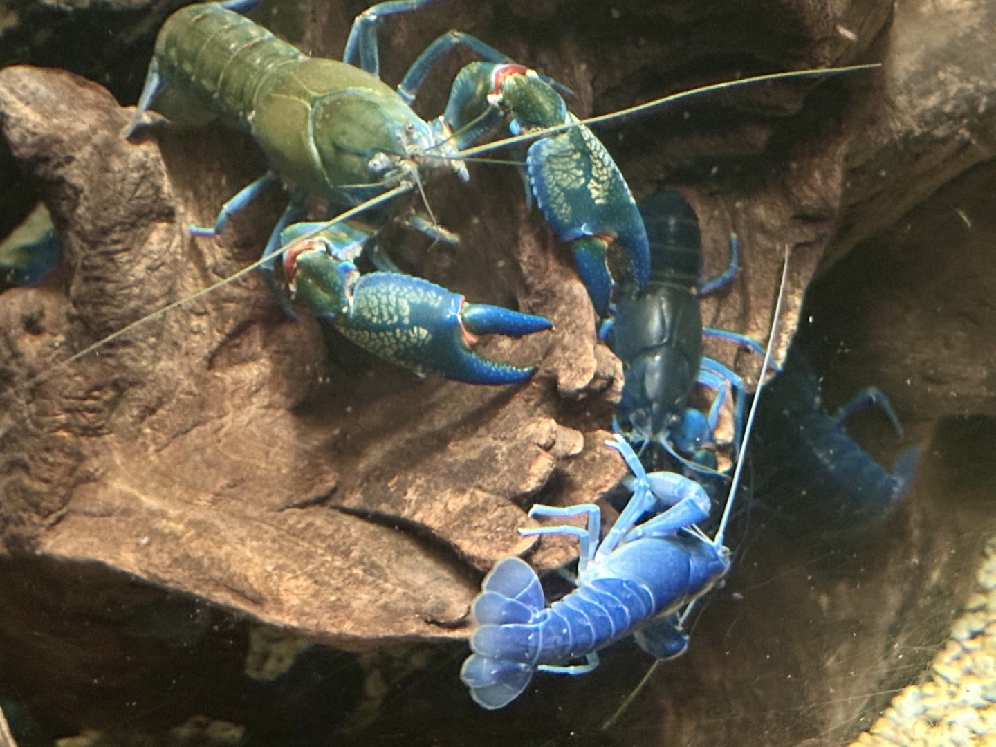 Smooth yabby (Cherax destructor)
