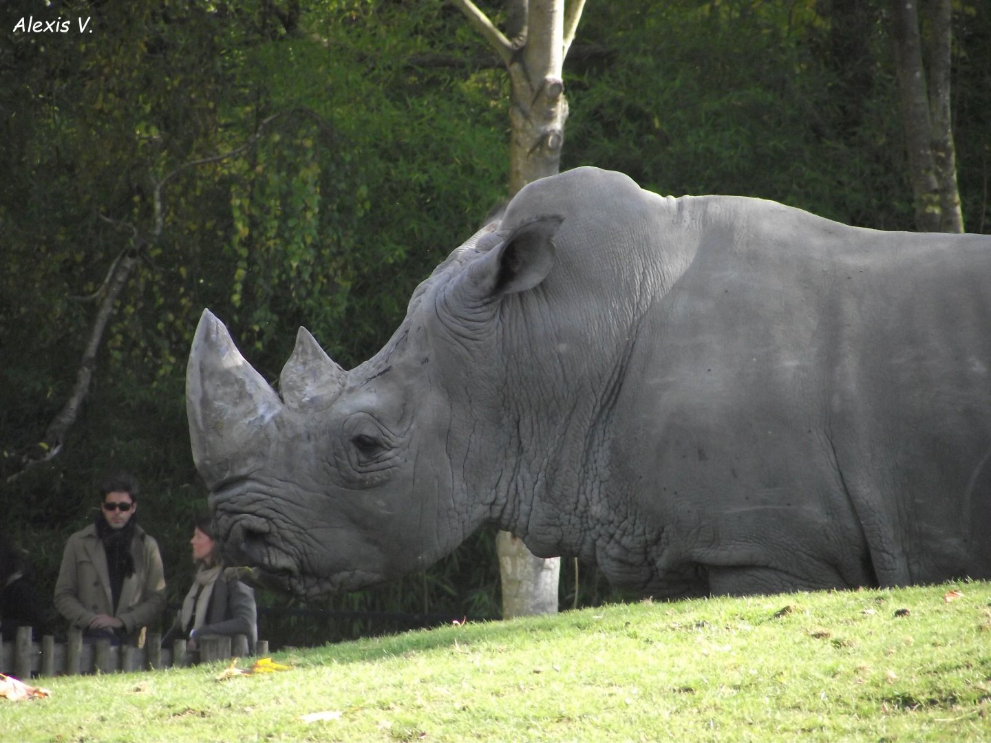 SMOSKE, male Southern White Rhino - Zooparc de Beauval - 10/2021