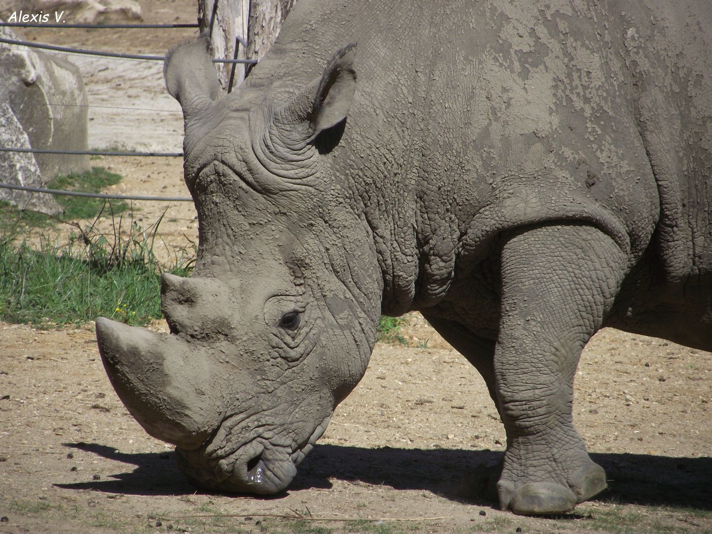 SMOSKE, White Rhino bull, Zooparc de Beauval - 08/2022