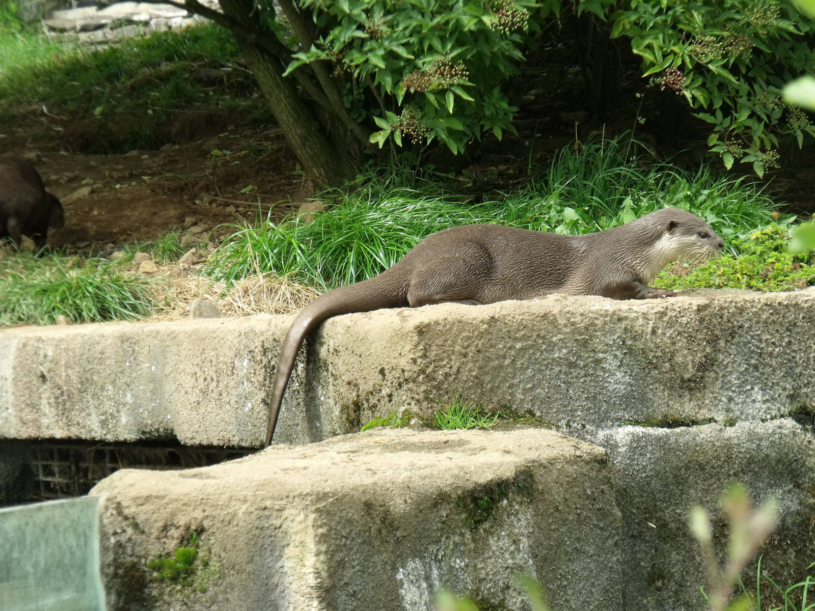Smoth-coated otters