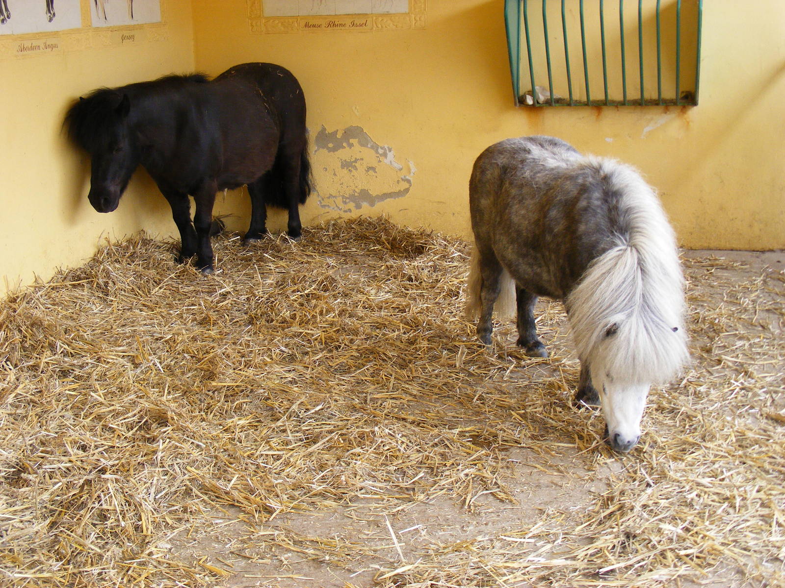Smudge and Treacle the Shetland ponies at Drusillas Park, 23 May 2009