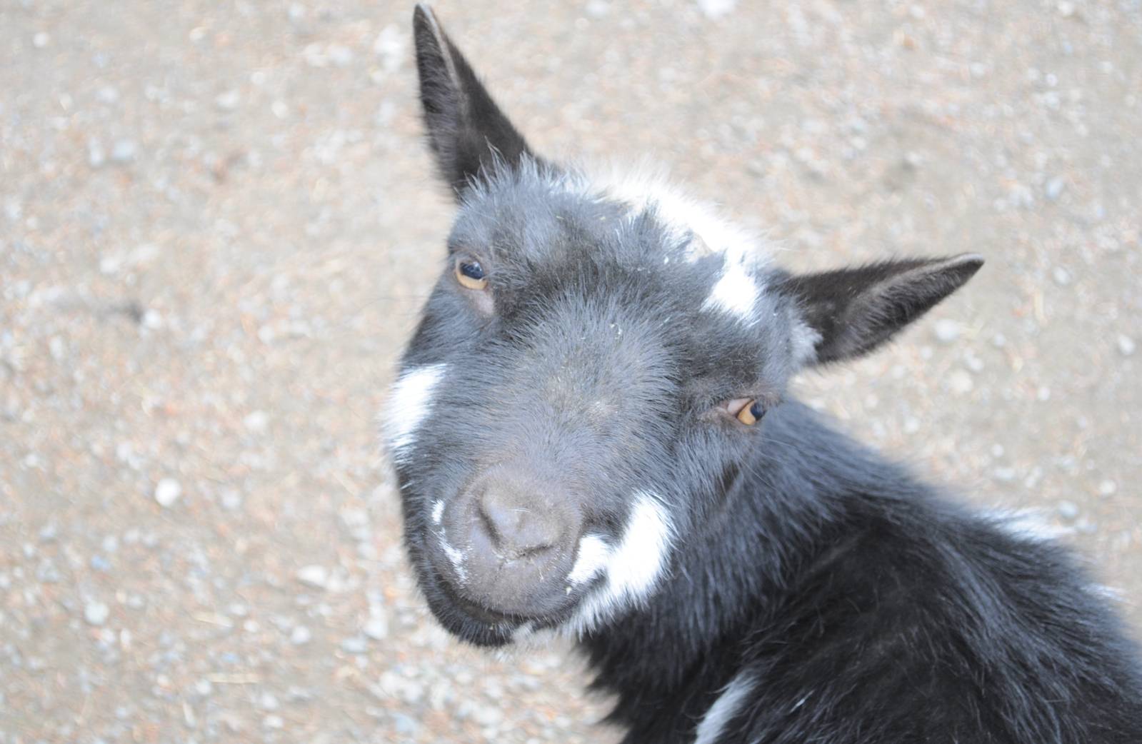 Smug Goat at the Petting Yard