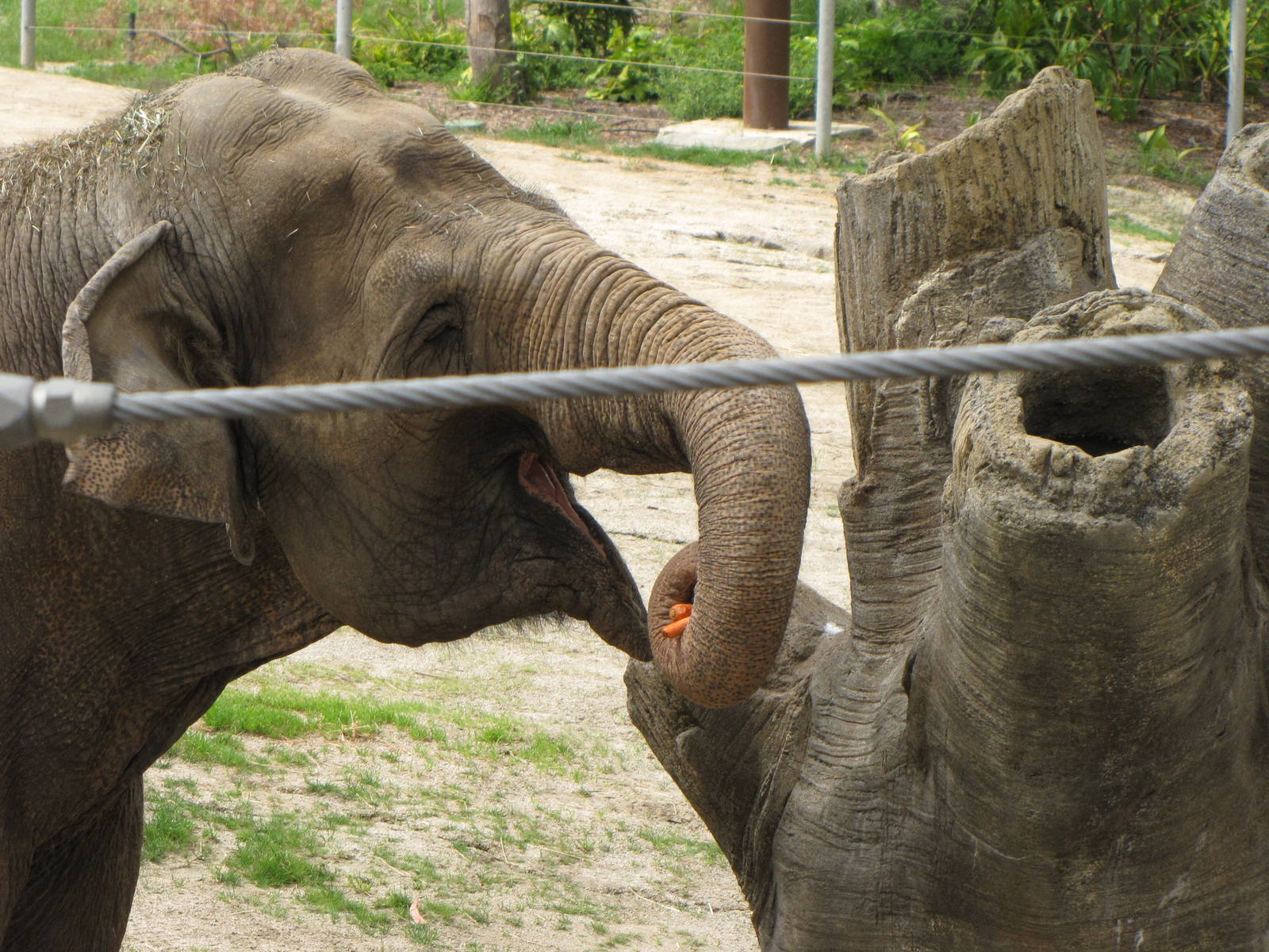 Snack Search Carrot Reward