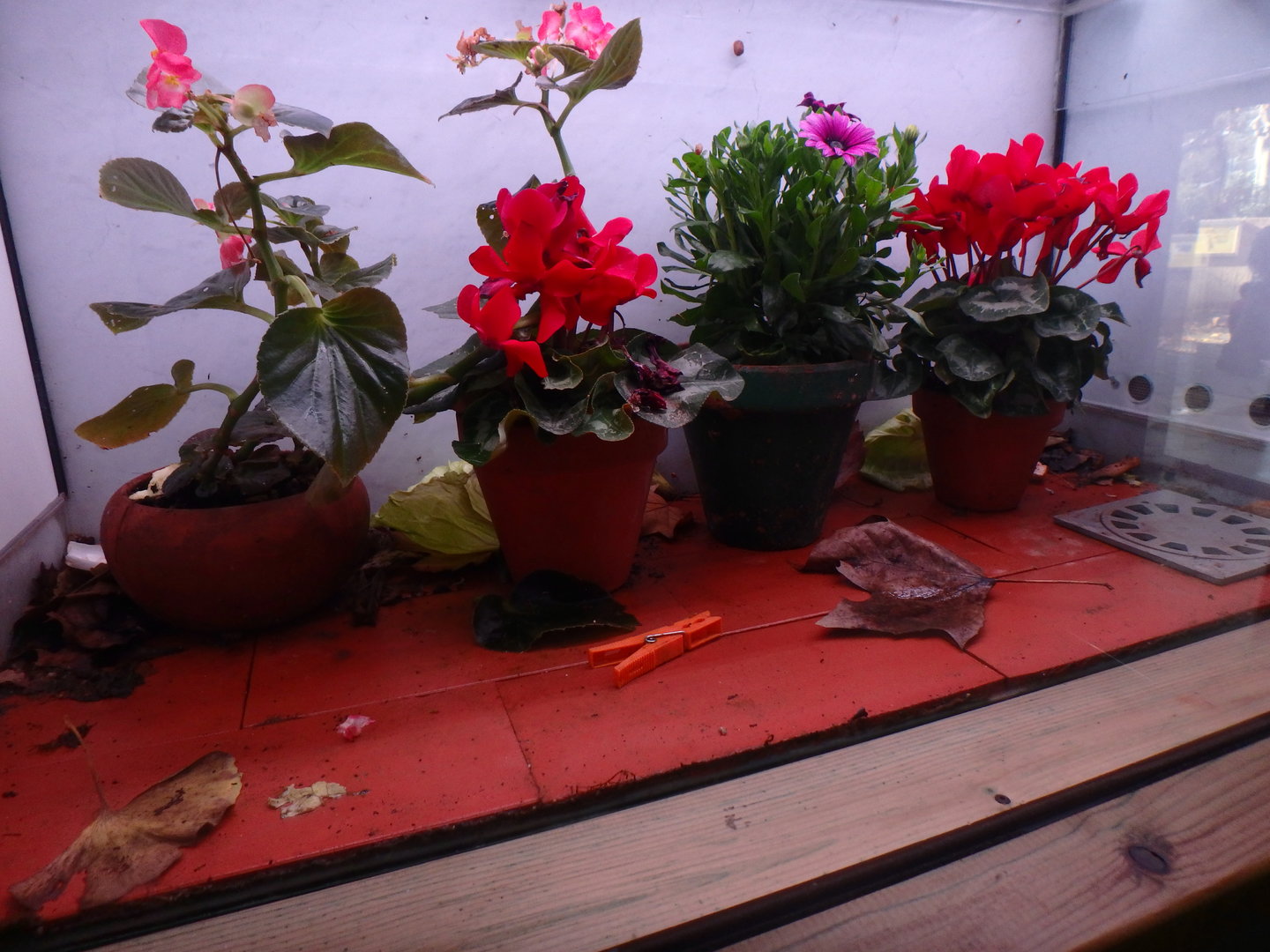 Snail and woodlouse exhibit