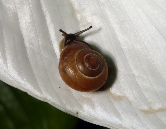 Snail (Cepaea nemoralis) in Burgers' Bush