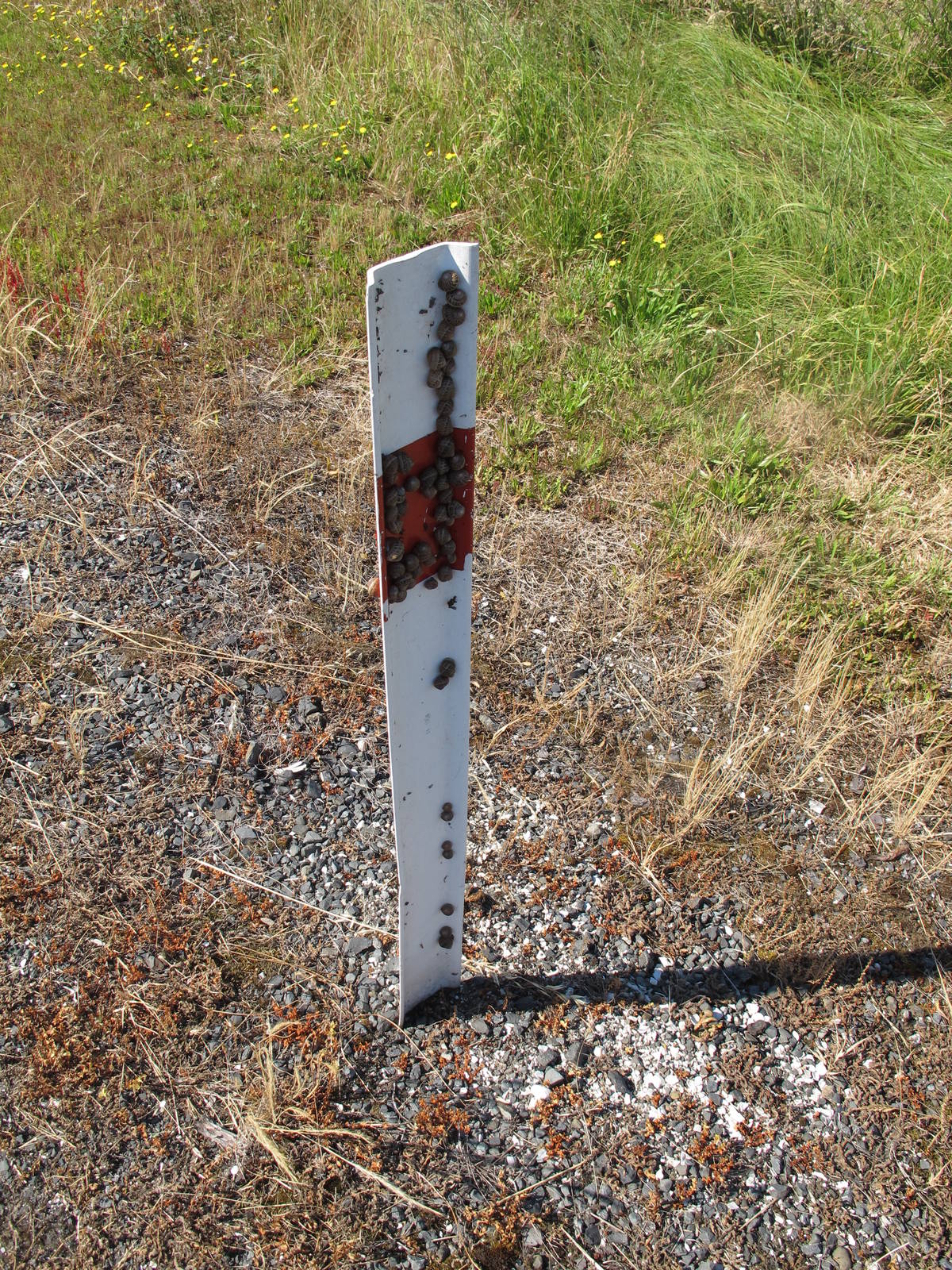 Snail Colony - Miranda 2012