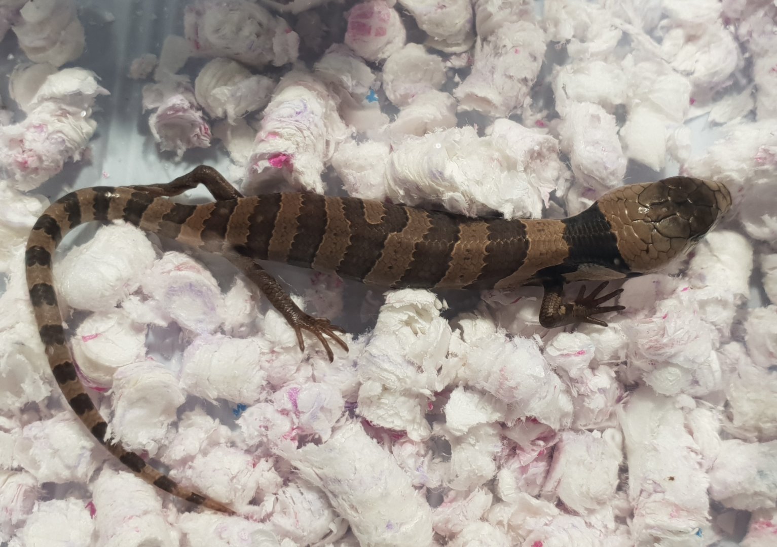 Snail-eating skink - Cyclodomorphus gerrardii - juvenile