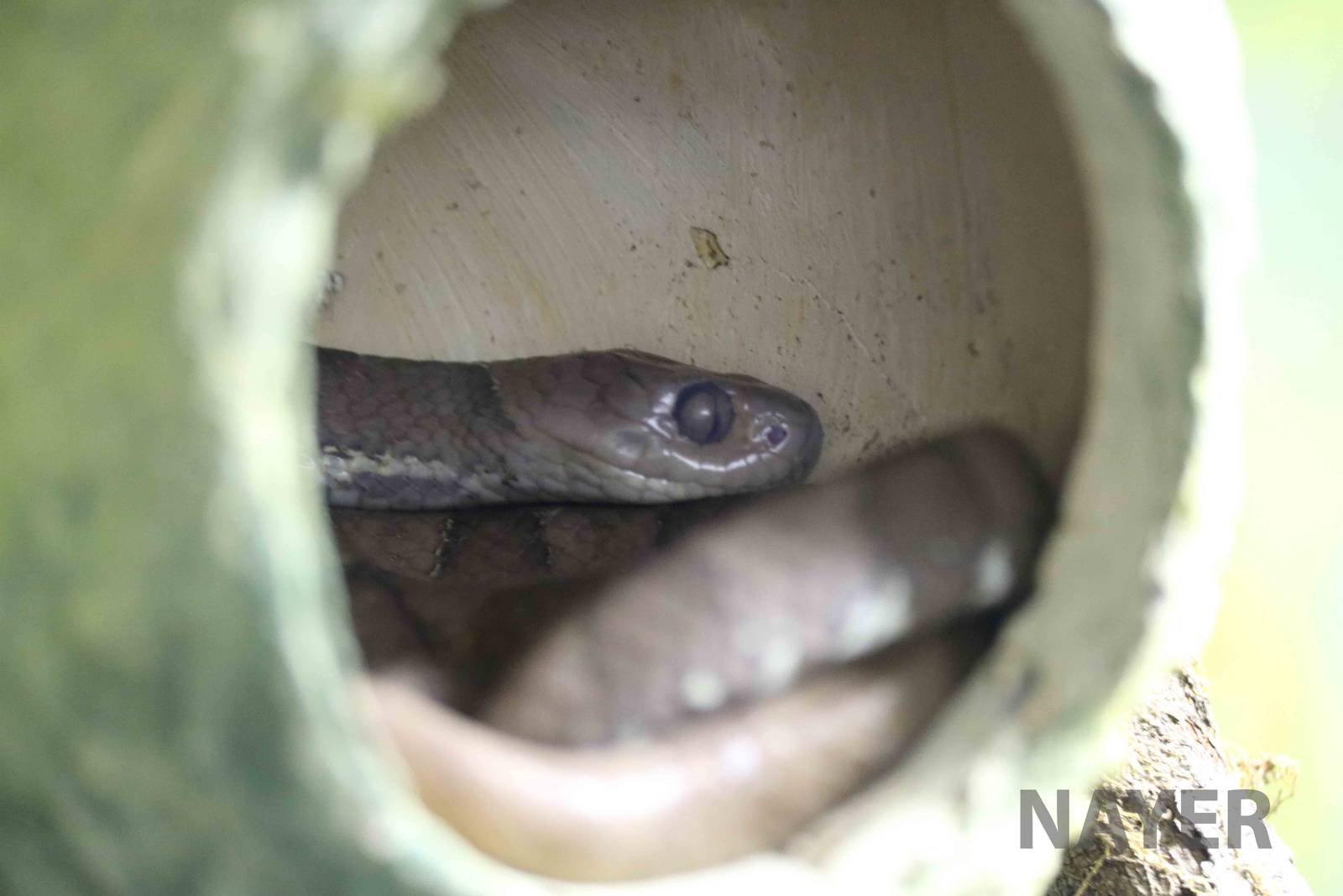 Snail-eating snake - Instituto Butantan, April 2016