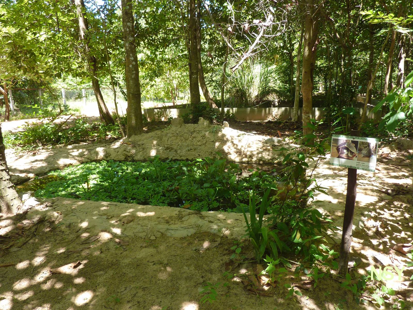 Snail-eating turtle pool, May 2013