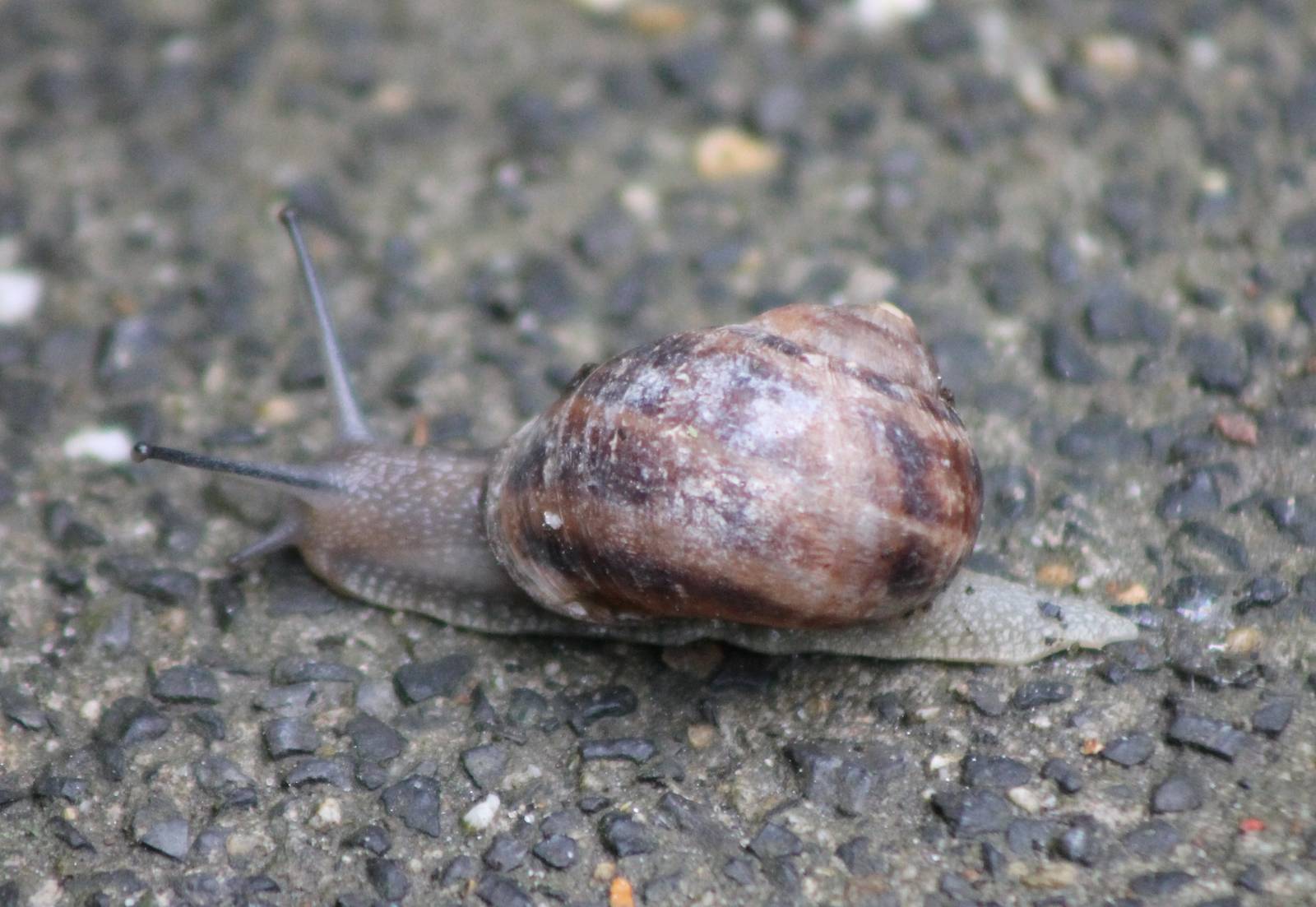 Snail id
