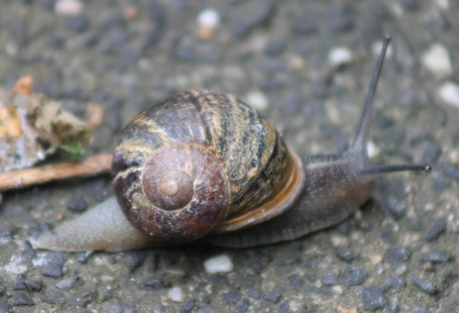 Snail ID