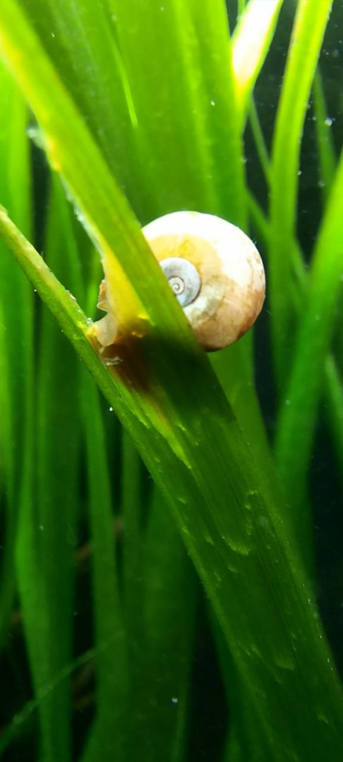 Snail ID