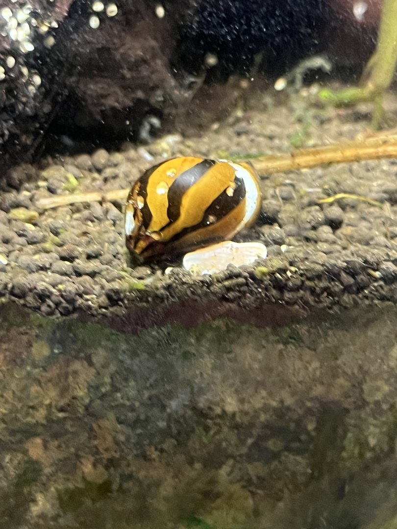 Snail ID
