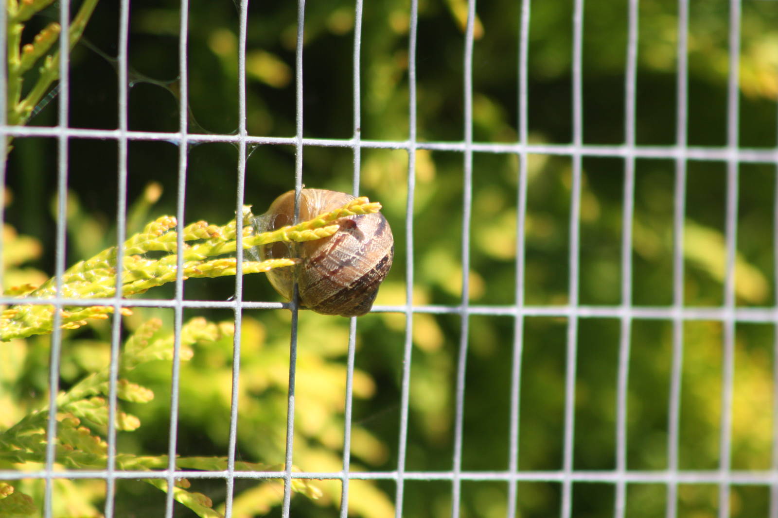 Snail in unusual location, 24th July 2014