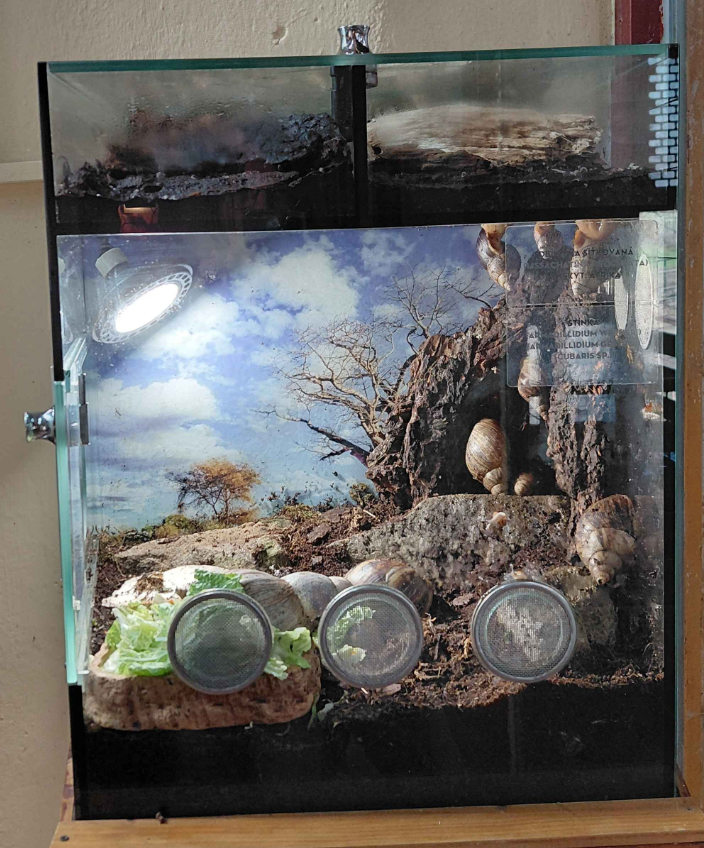 Snail + isopod exhibits