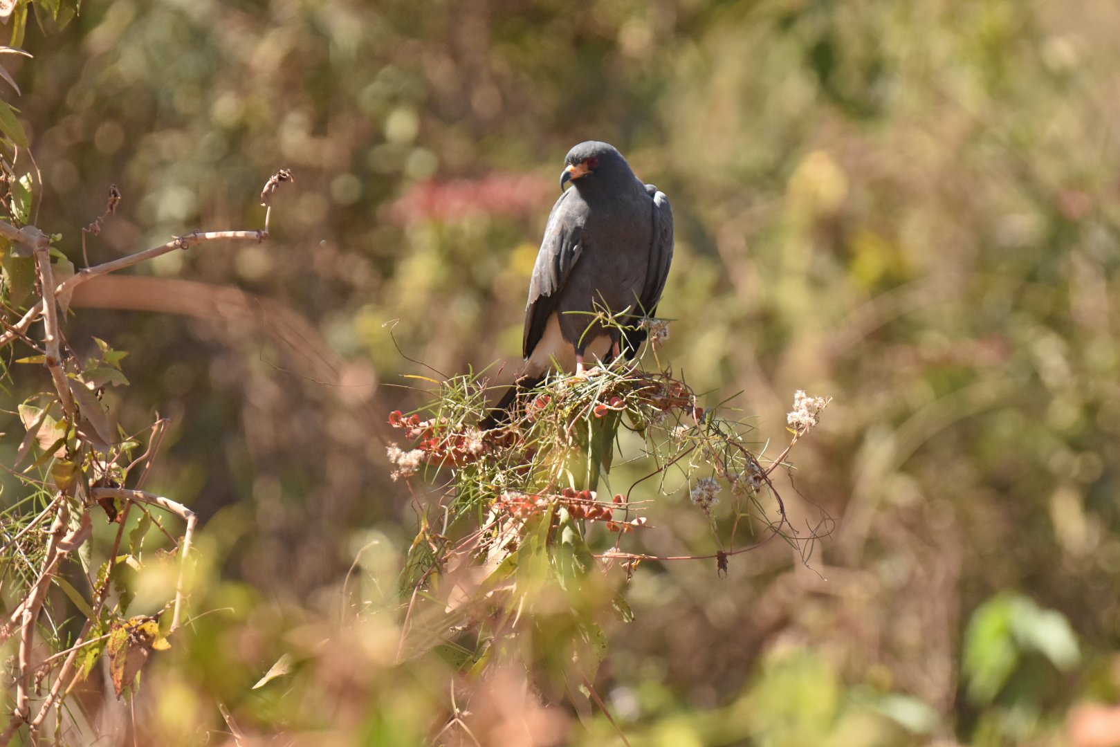 Snail Kite (Rostrhamus sociabilis)
