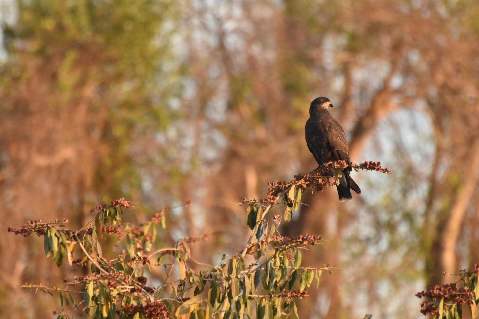 Snail Kite (Rostrhamus sociabilis)