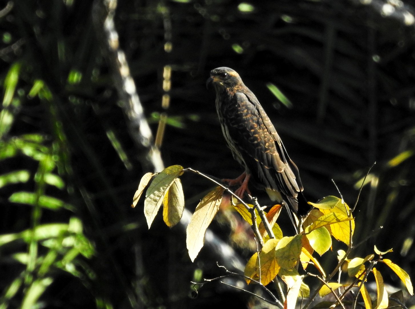 Snail Kite