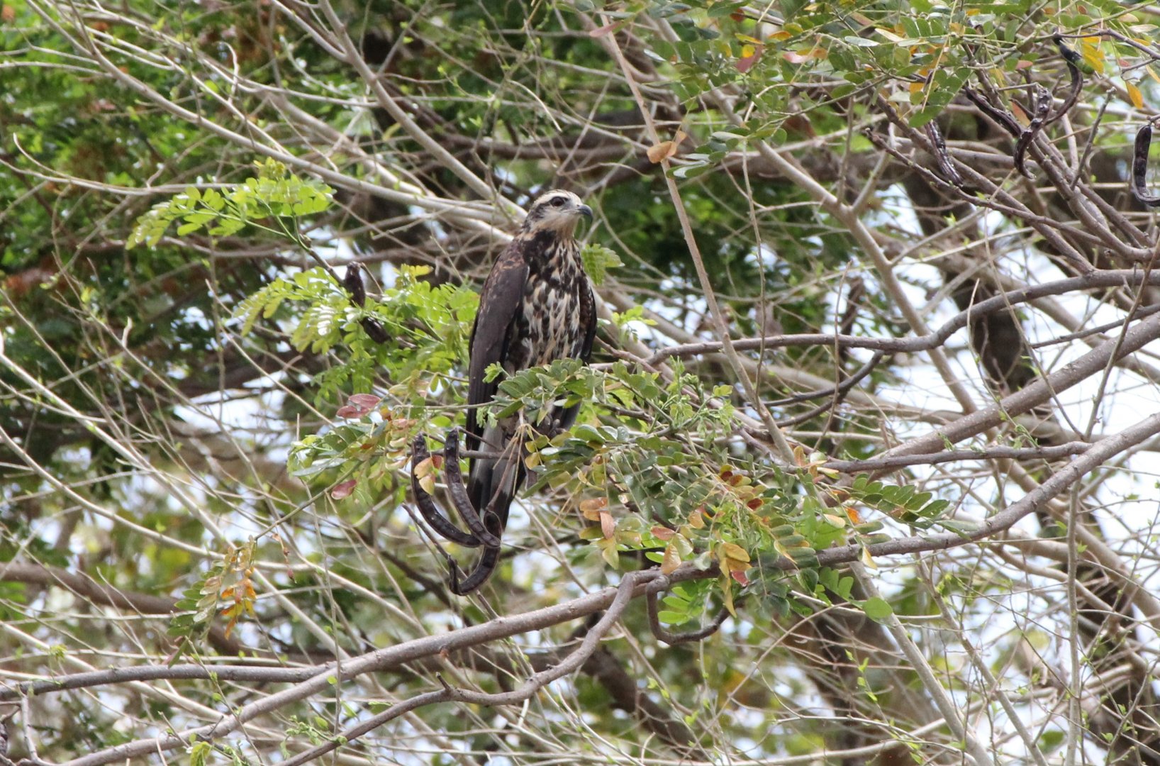 Snail Kite