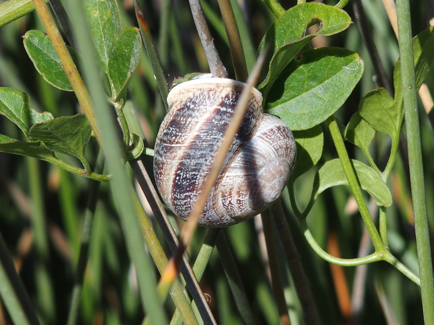 snail Possibly an edible one menorca 17th May 2017