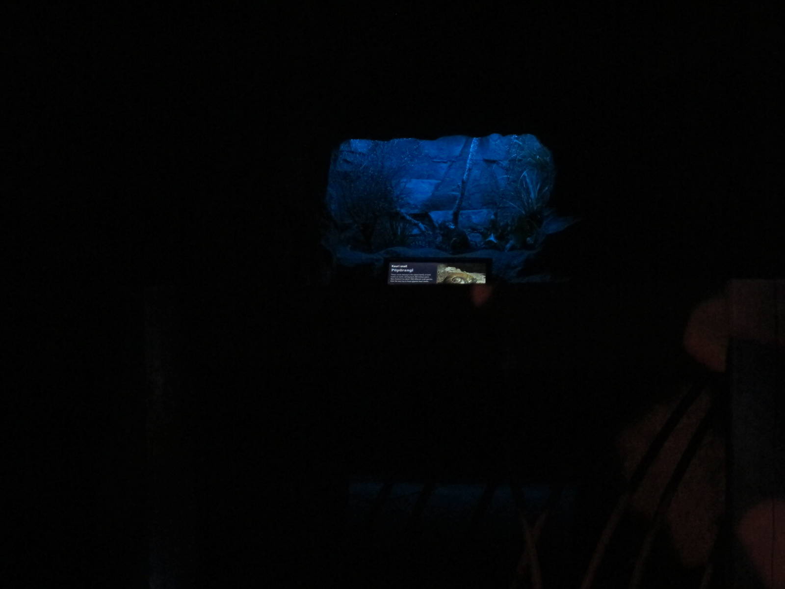 Snail Terrarium - Te Wao Nui, Auckland Zoo 2011