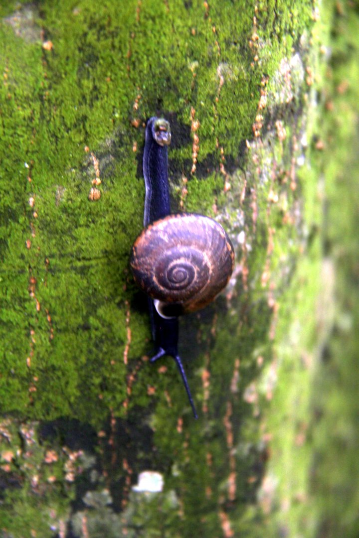 snail