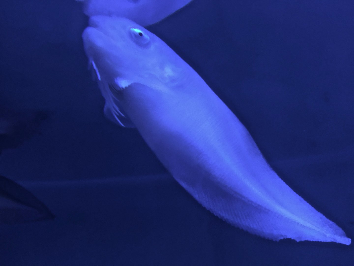 Snailfish (Careproctus trachysoma) - Noboribetsu Marine Park Nixe