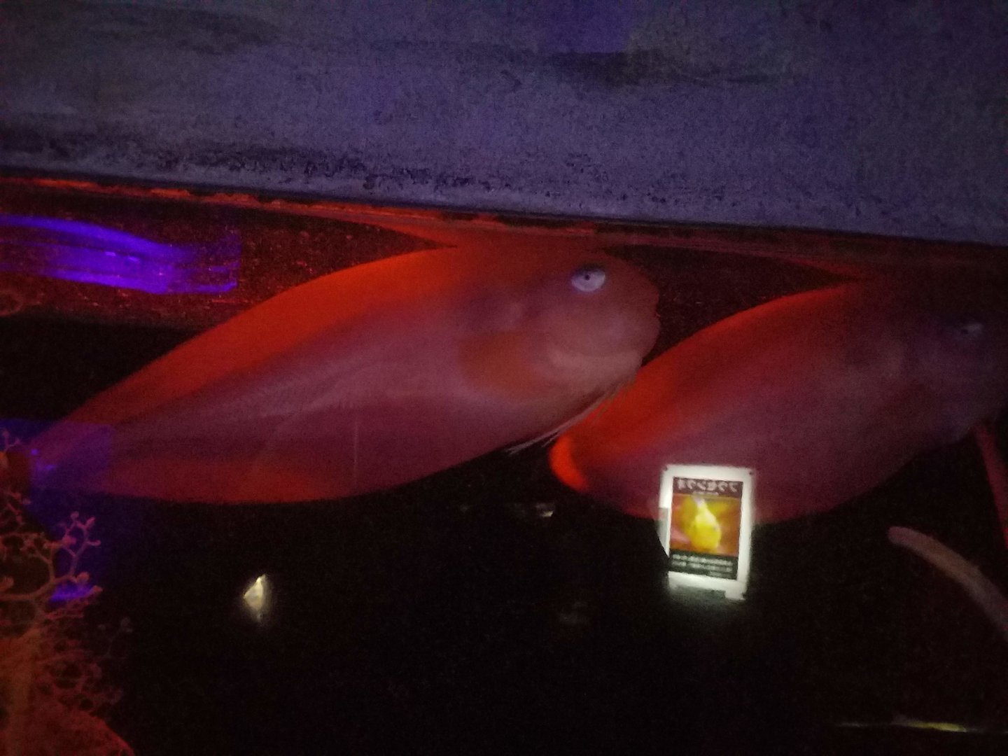 Snailfish