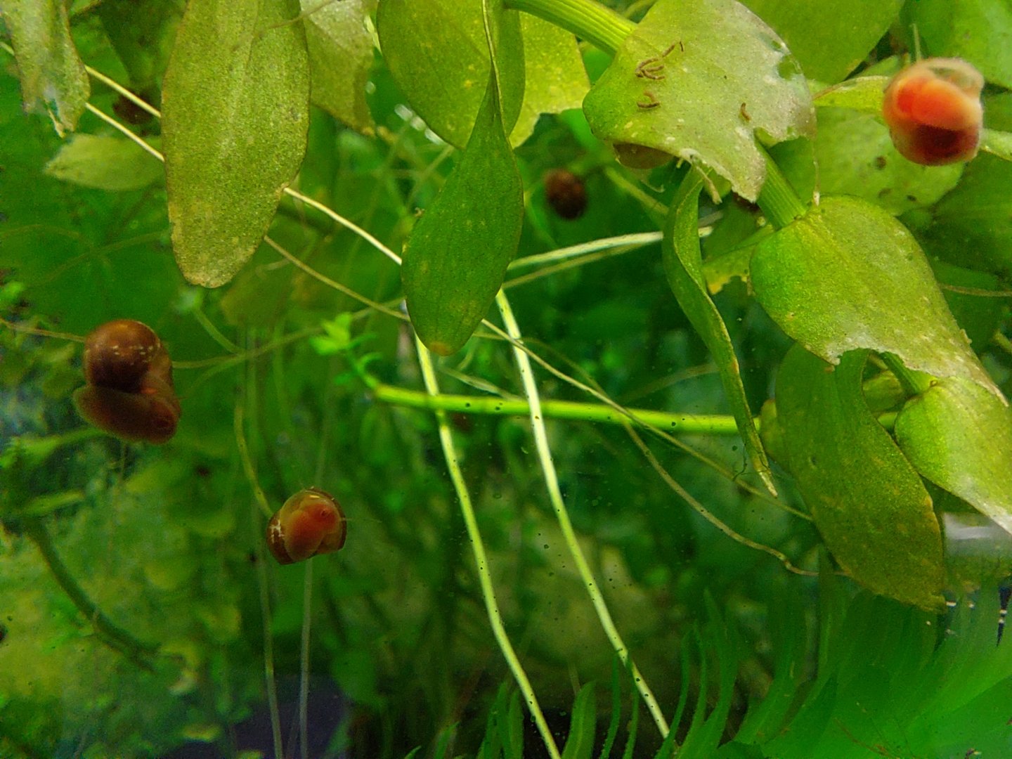 Snails in the Amphiuma tank
