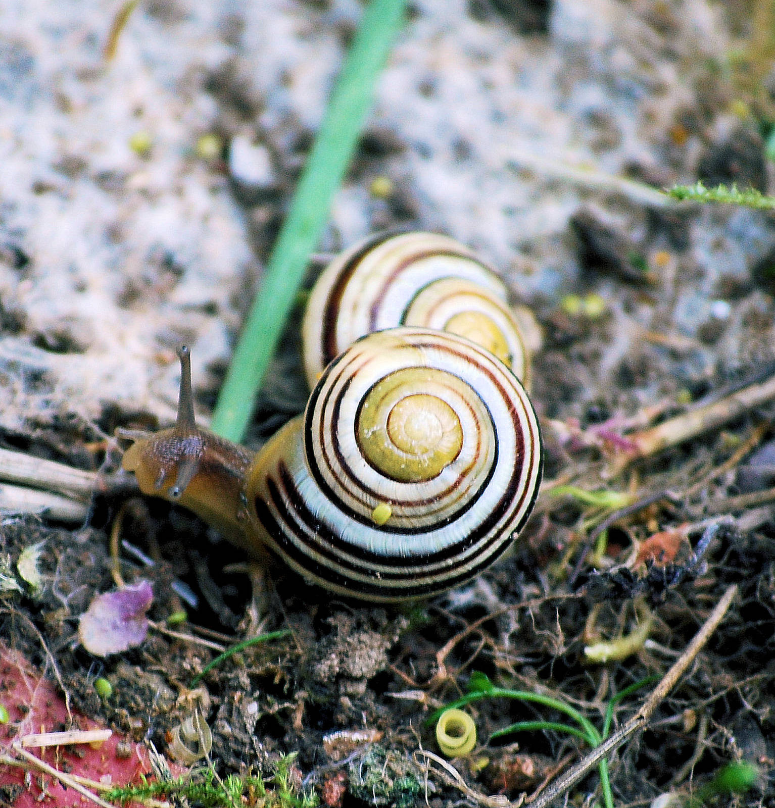Snails