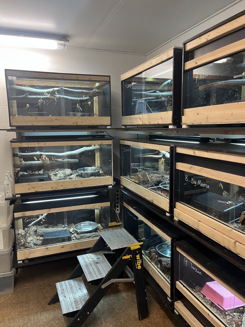 Snake ambassador room (7/17/2025)