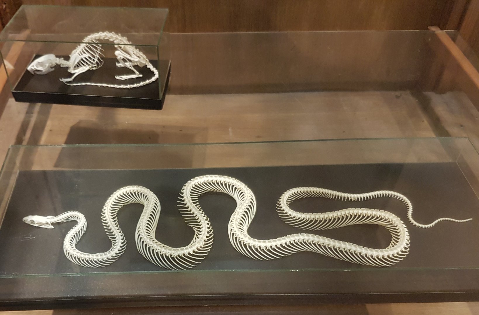 Snake and rat skeletons