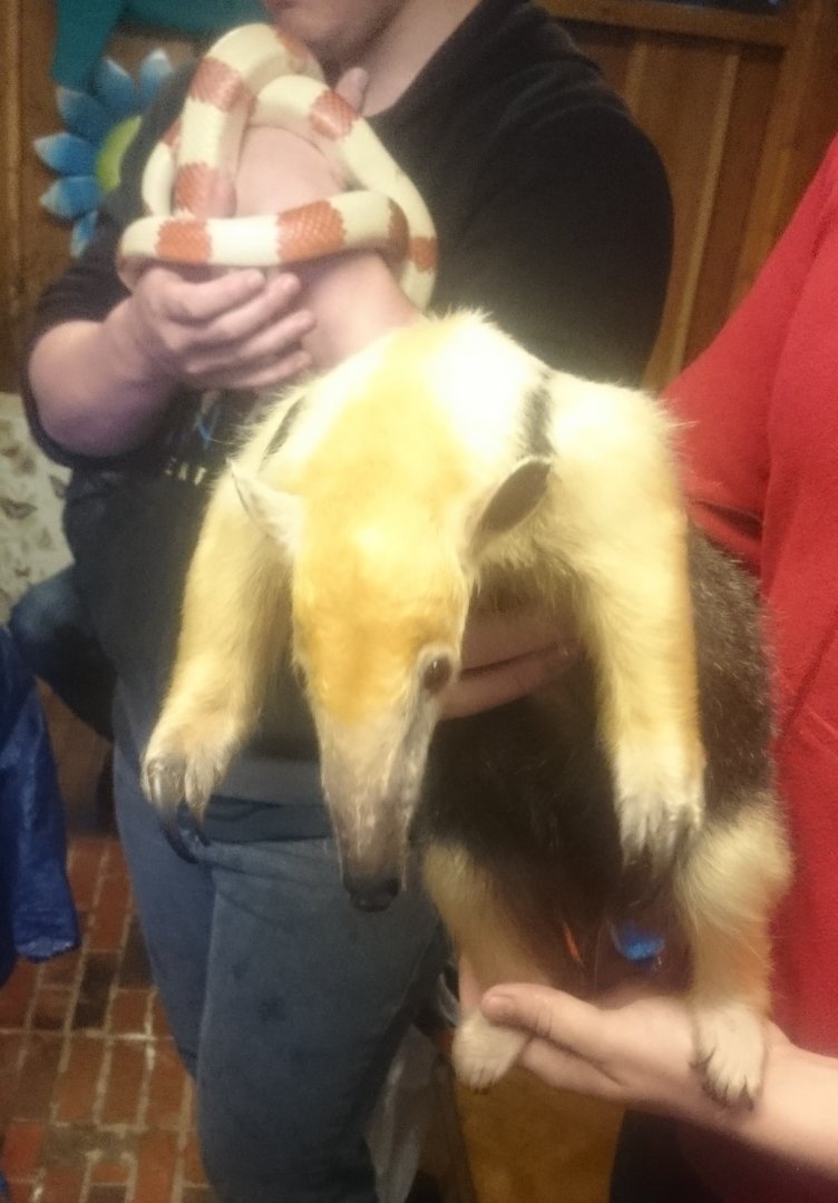 Snake- and Tamandua-demonstration