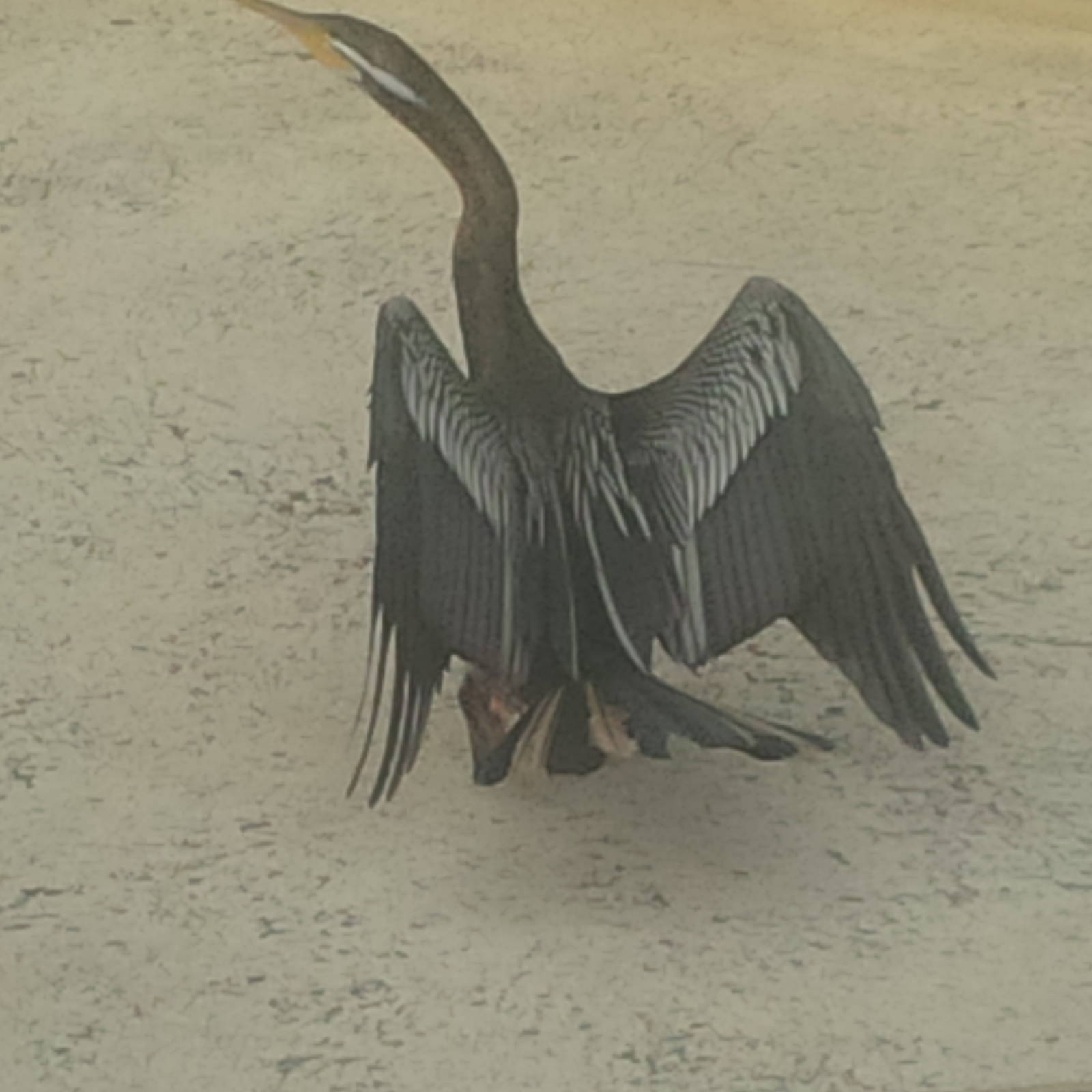 Snake bird - beautiful patterned feathers