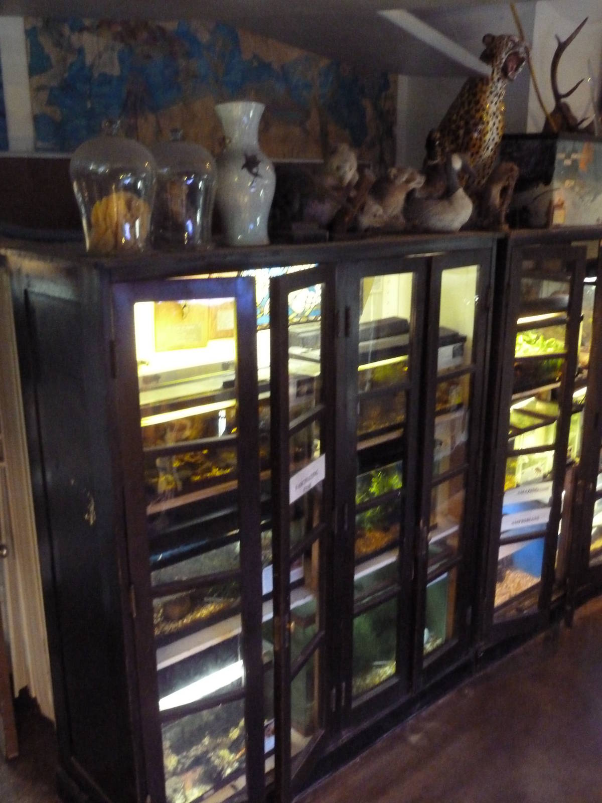 Snake Bookshelves (with lots of knick knacks on top)