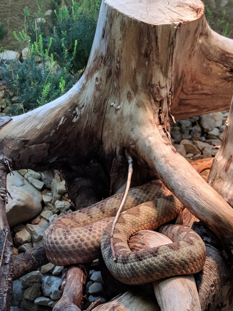 Snake Enclosure Wilhelma 2019