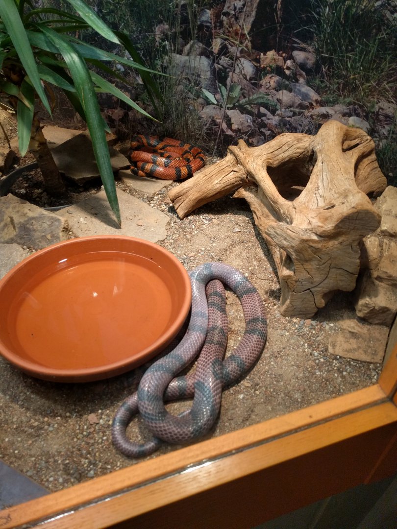 Snake Enclosure