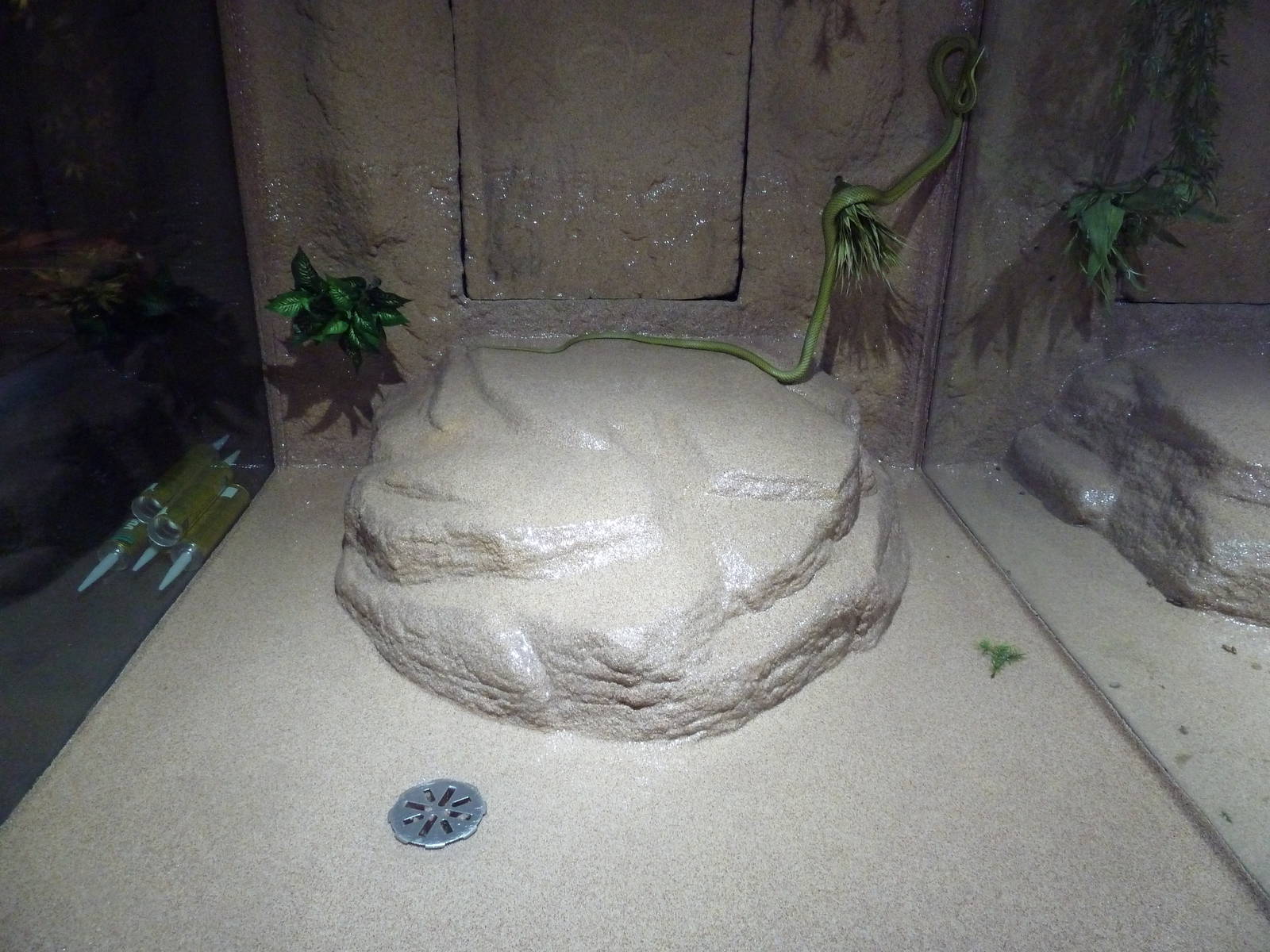 Snake Exhibit - Species?