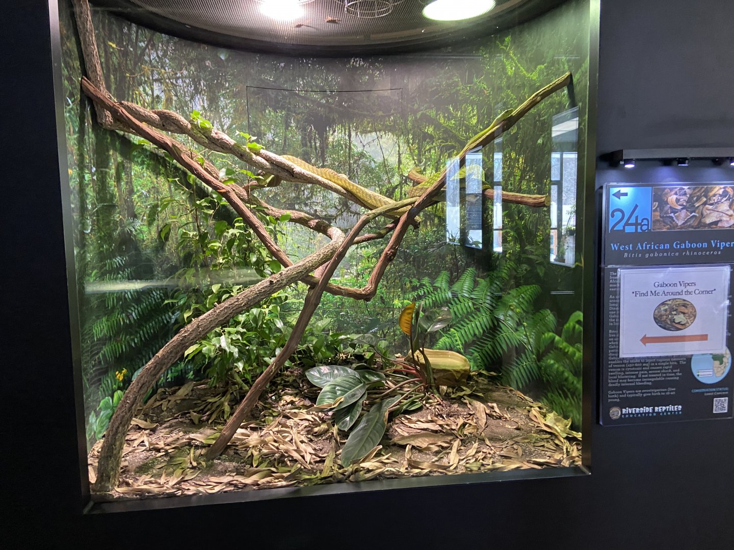 Snake Exhibit