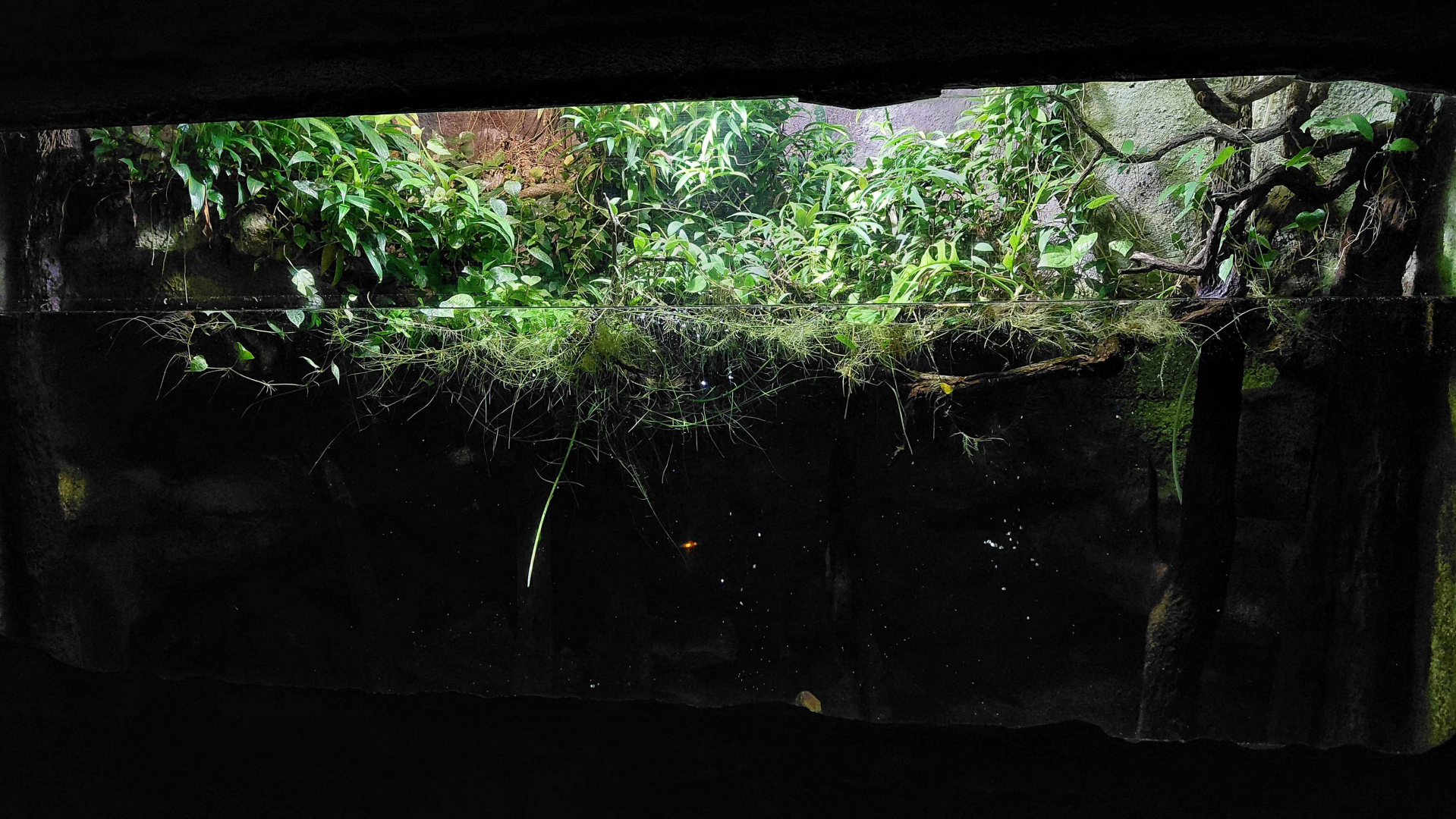 Snake exhibit