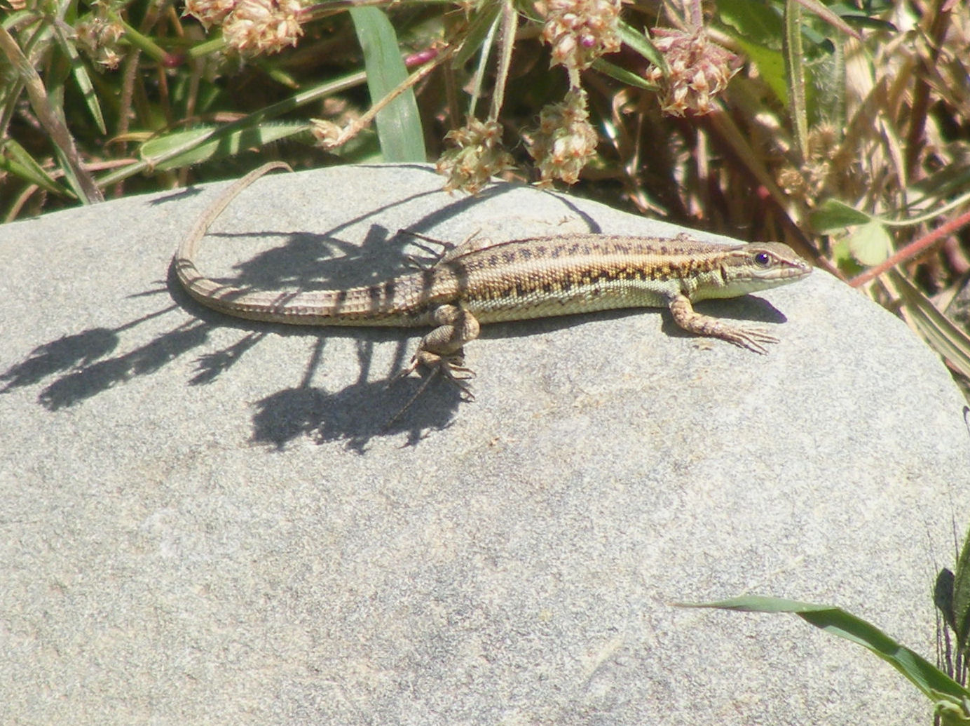 Snake-eyed lizard (Ophisops elegans schlueteri)