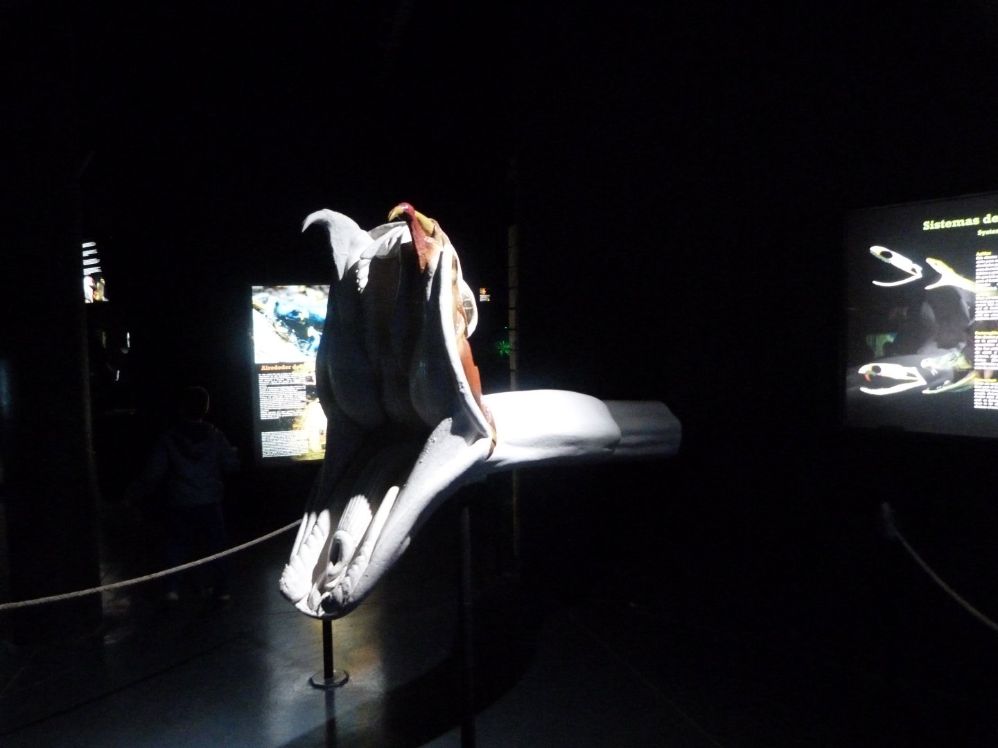 Snake fang display -Faunia (2025)