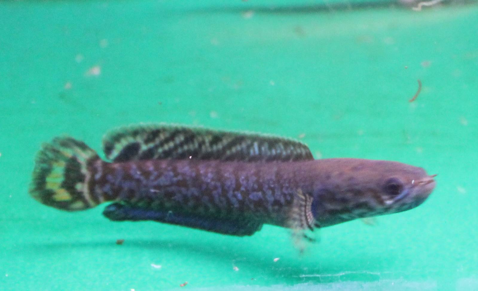 Snake-headed fish ID